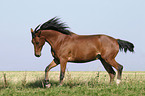 running horse