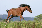 running horse