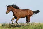 running horse