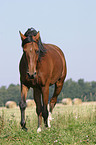 brown horse