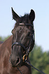 horse portrait