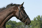 horse portrait