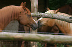 horses