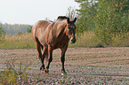 brown horse