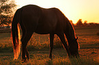 horse in sunset light