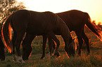 horses in the meadow