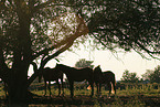 horses in the meadow