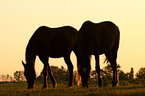 horses in sundown