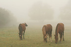 horses in a mist