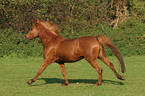 running German Riding Pony