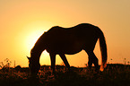 horse in sundown