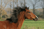 German Riding Pony portrait