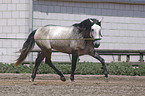 lunge Lusitano