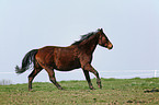 running horse