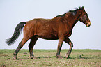 brown horse