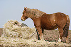 horse in hay
