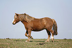 trotting horse