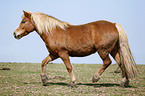 Haflinger