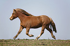 trotting horse