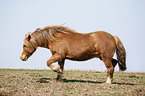 trotting horse