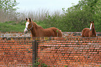 horses