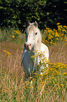 wihte horse on meadow