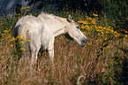 wihte horse on meadow