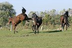 herd of horses on meadow