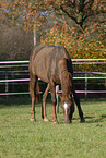 grazing horse