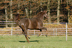 running horse