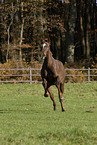 running horse