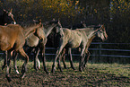 herd of horses