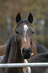 horse portrait