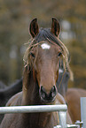 horse portrait