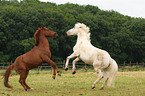 playing horses