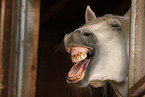 yawning horse