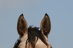 horse ears