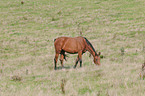 horse on meadow