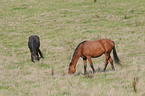 horse on meadow