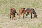 horse on meadow