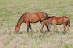 horse on meadow