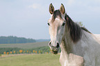 horse portrait