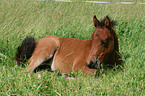 half-quarter foal