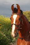 warmblood portrait