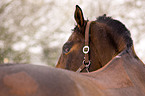 warmblood portrait