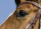 warmblood eye