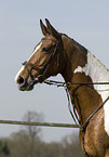 warmblood portrait