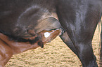 drinking foal