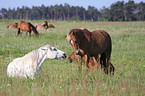 horses