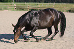 warmblood